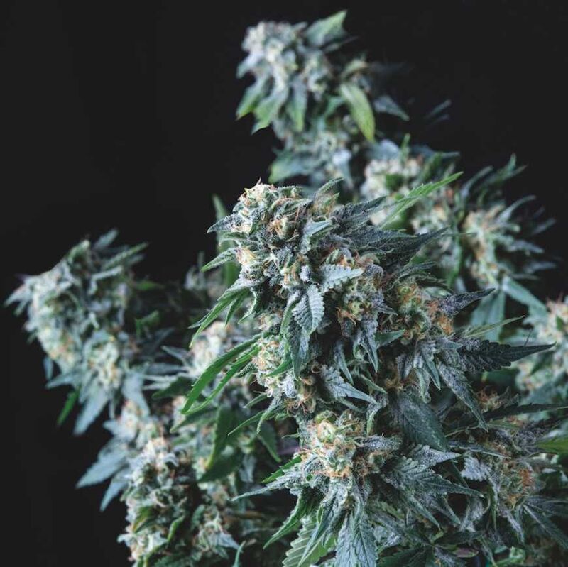 Amnesia Gold Reg, Фасовка: 7